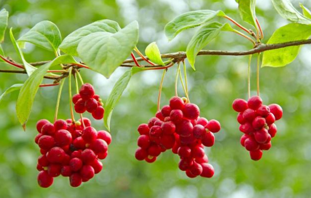 水溶肥什么样的好？