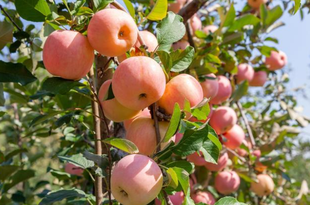 磷酸二氢钾叶面肥，你不了解的在这里！